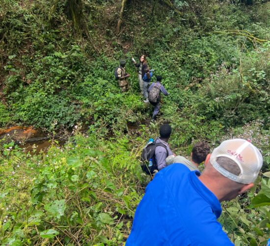 Gorilla Tracking Guidelines