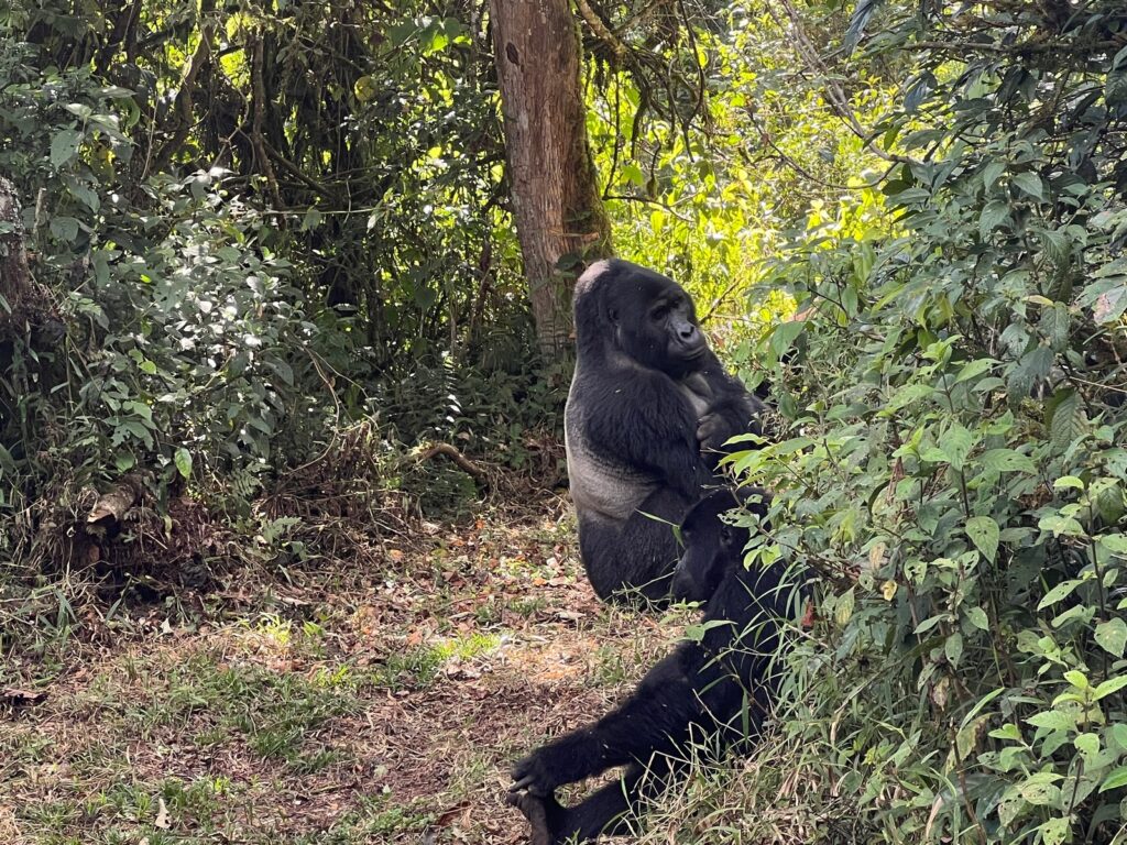 Virunga National Park 