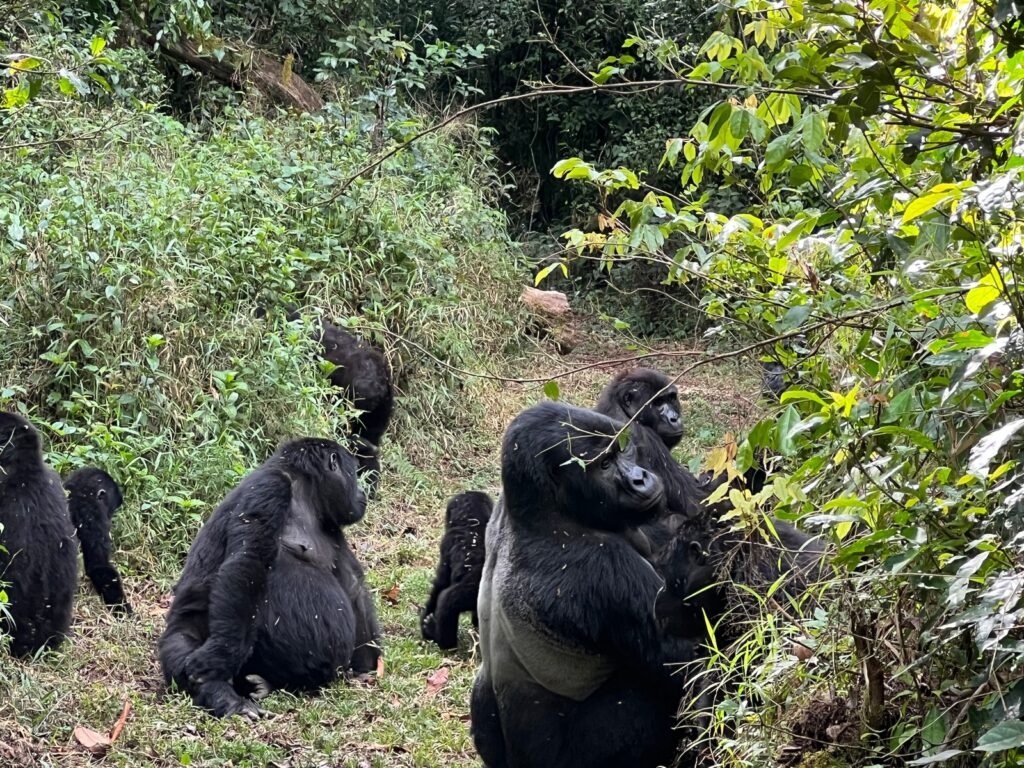 How to Secure Your Gorilla Permit