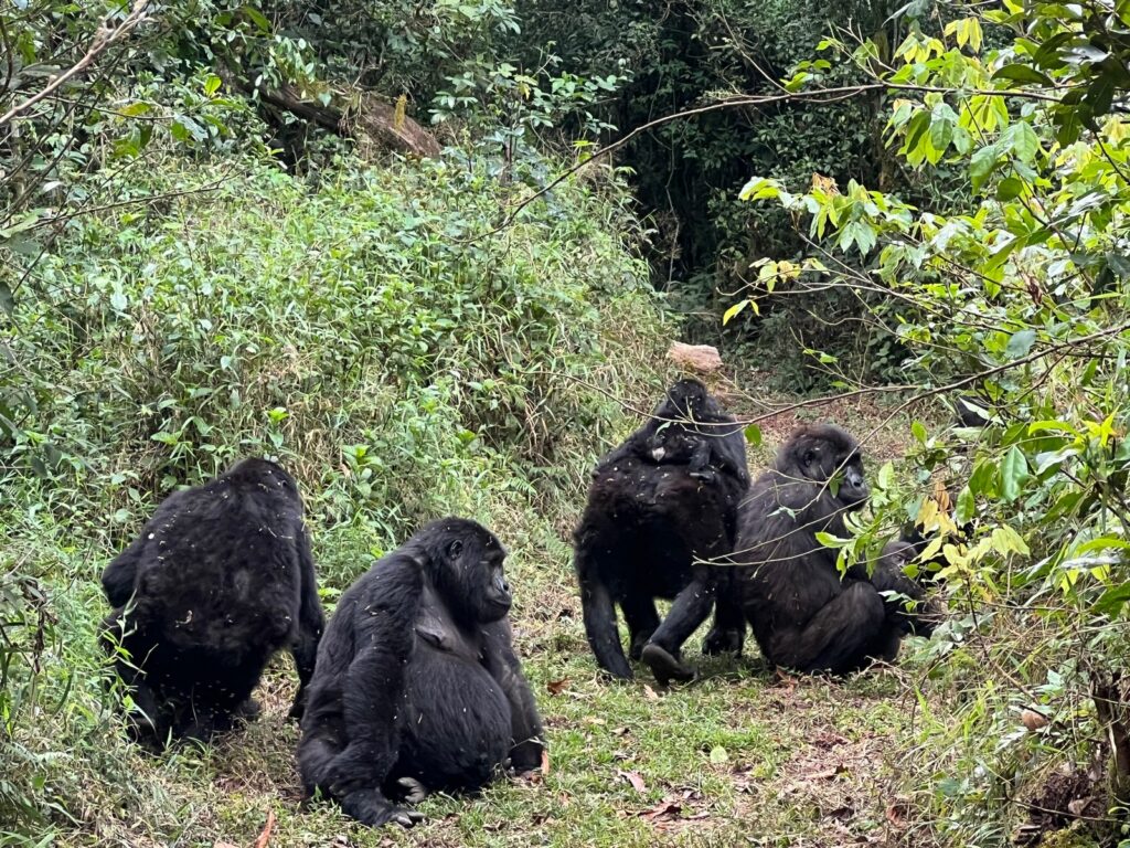 Gorilla Trekking Safari from Serengeti