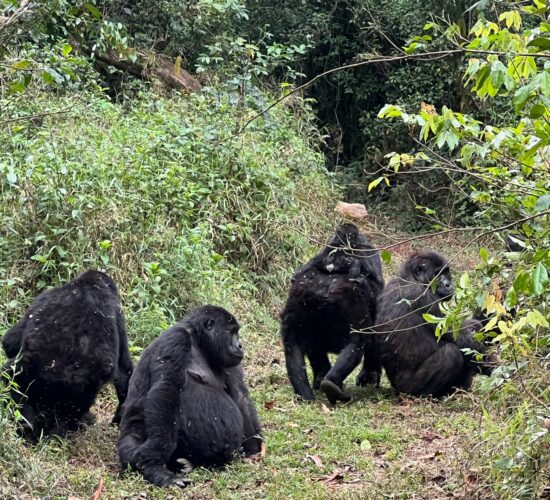 Last Minute Gorilla Permits