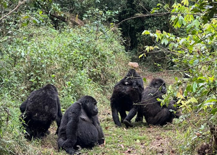 Last Minute Gorilla Permits