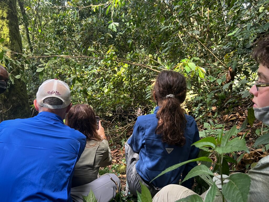 4-Hour Gorilla Habituation Experience Worth 