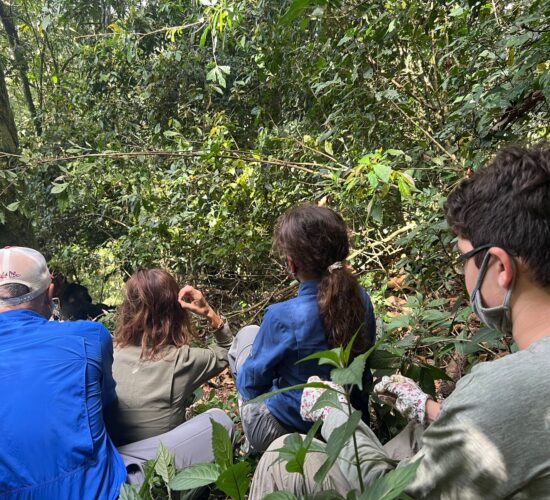 Private Gorilla Habituation