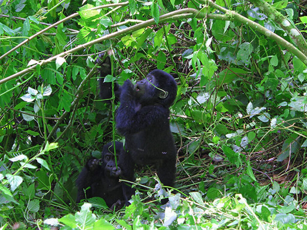 Kigali to Bwindi Road Conditions