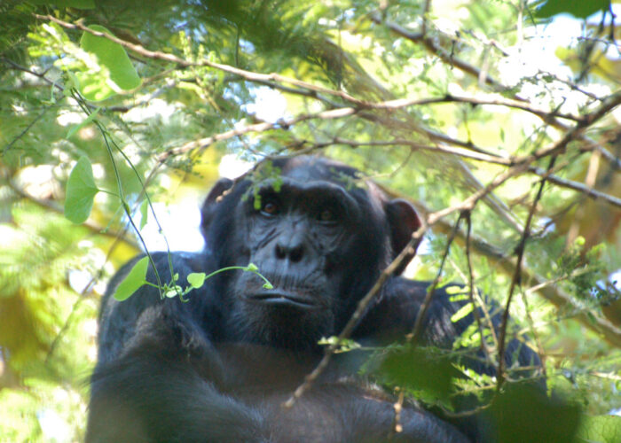 What is the Age Limit for Chimpanzee Tracking in Rwanda?