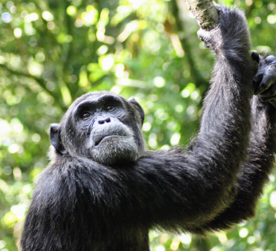 Best Hostels and Guest Houses In Rwanda