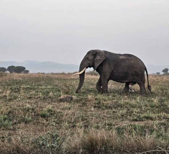 Can You Combine Uganda Gorilla Trekking with Serengeti Safari?