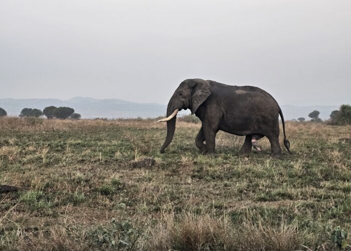 Can You Combine Uganda Gorilla Trekking with Serengeti Safari?