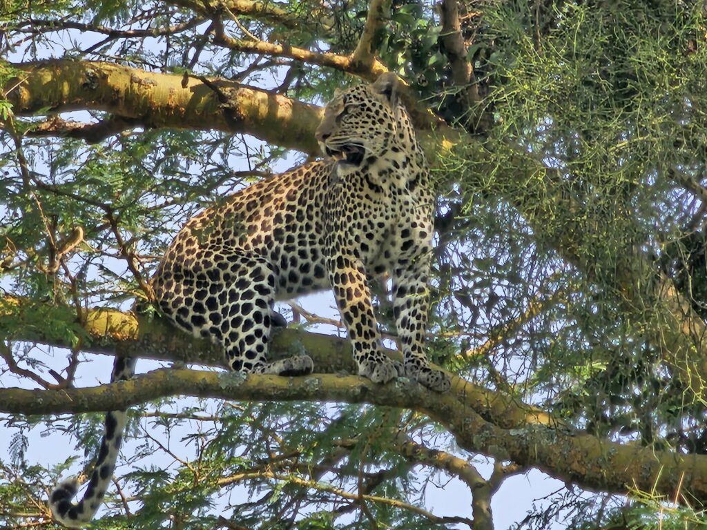 How to Plan a 70th Birthday in the Heart of the Masai Mara