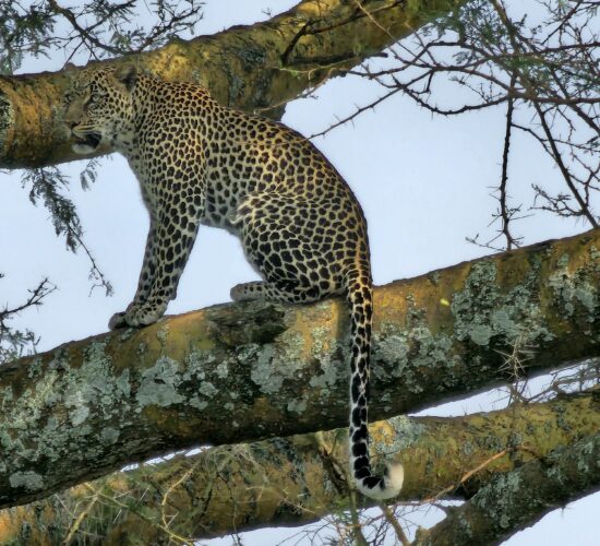 Wildlife Behavior Tips
