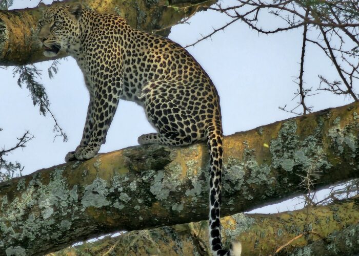 Wildlife Behavior Tips