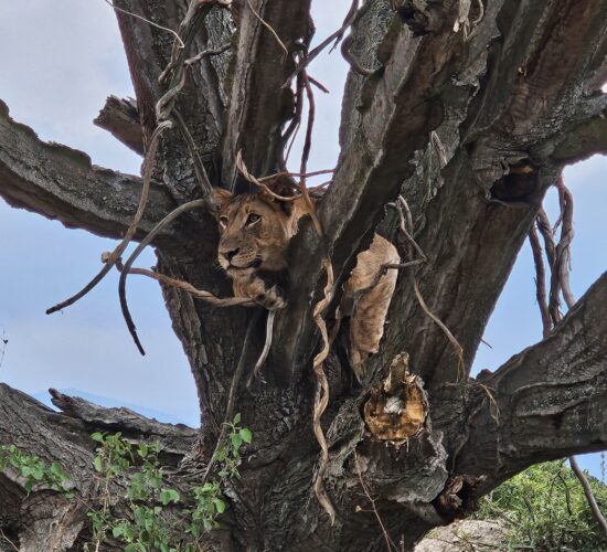 Is Seeing the Big 5 Guaranteed in a Safari?