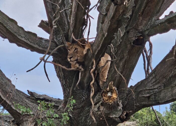 Is Seeing the Big 5 Guaranteed in a Safari?
