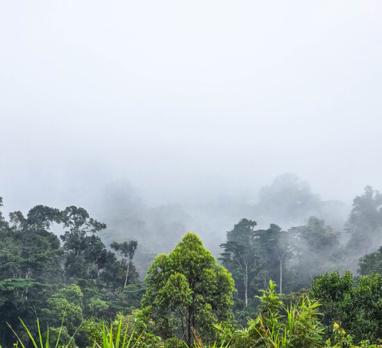 Kigali to Bwindi
