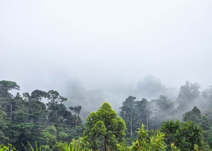 Rwanda safari experiences beyond gorillas