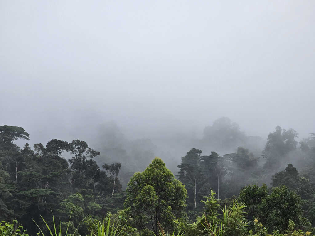 Wellness and spa retreats in the rainforest
