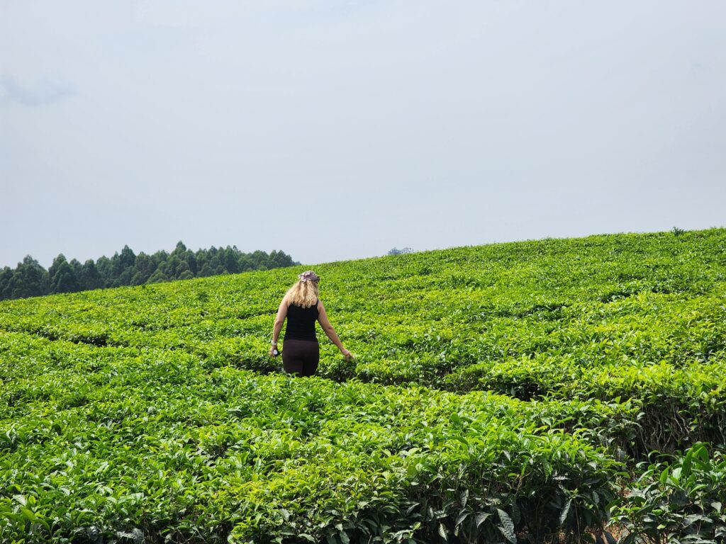 Rwanda's Agri-Tourism and Primate Logistics