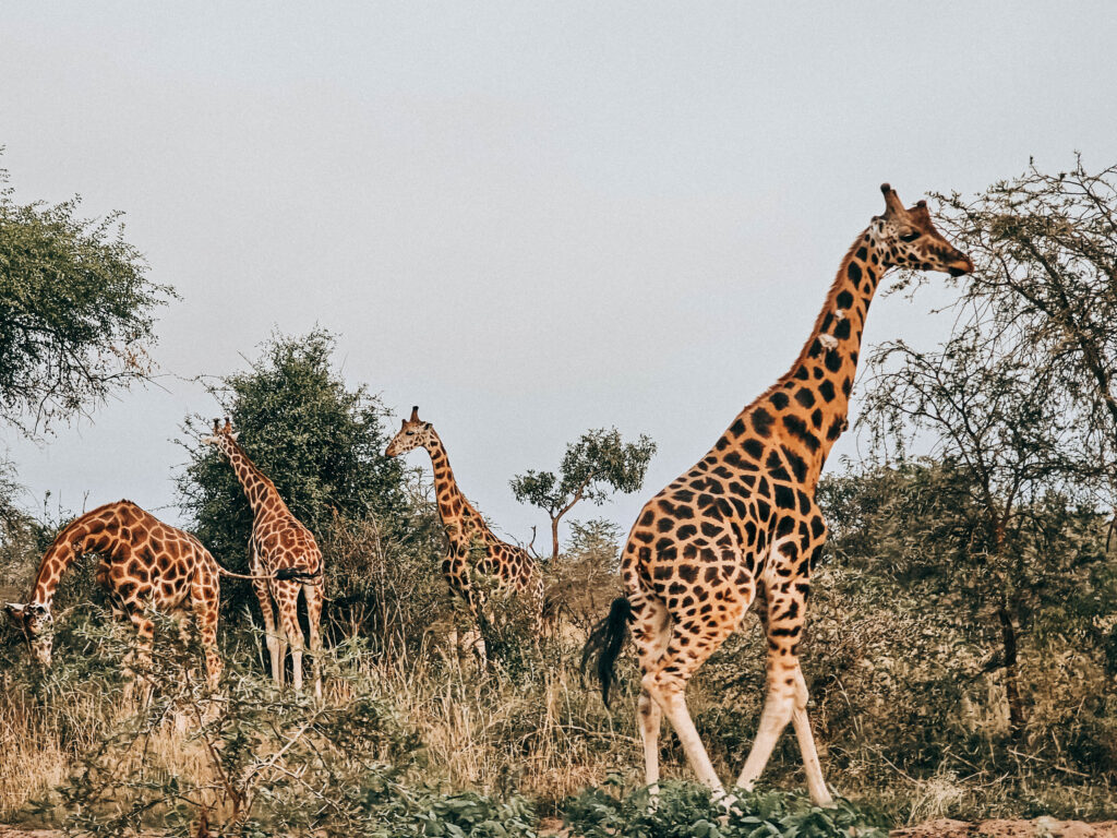 Ultimate East Africa Guide 2026