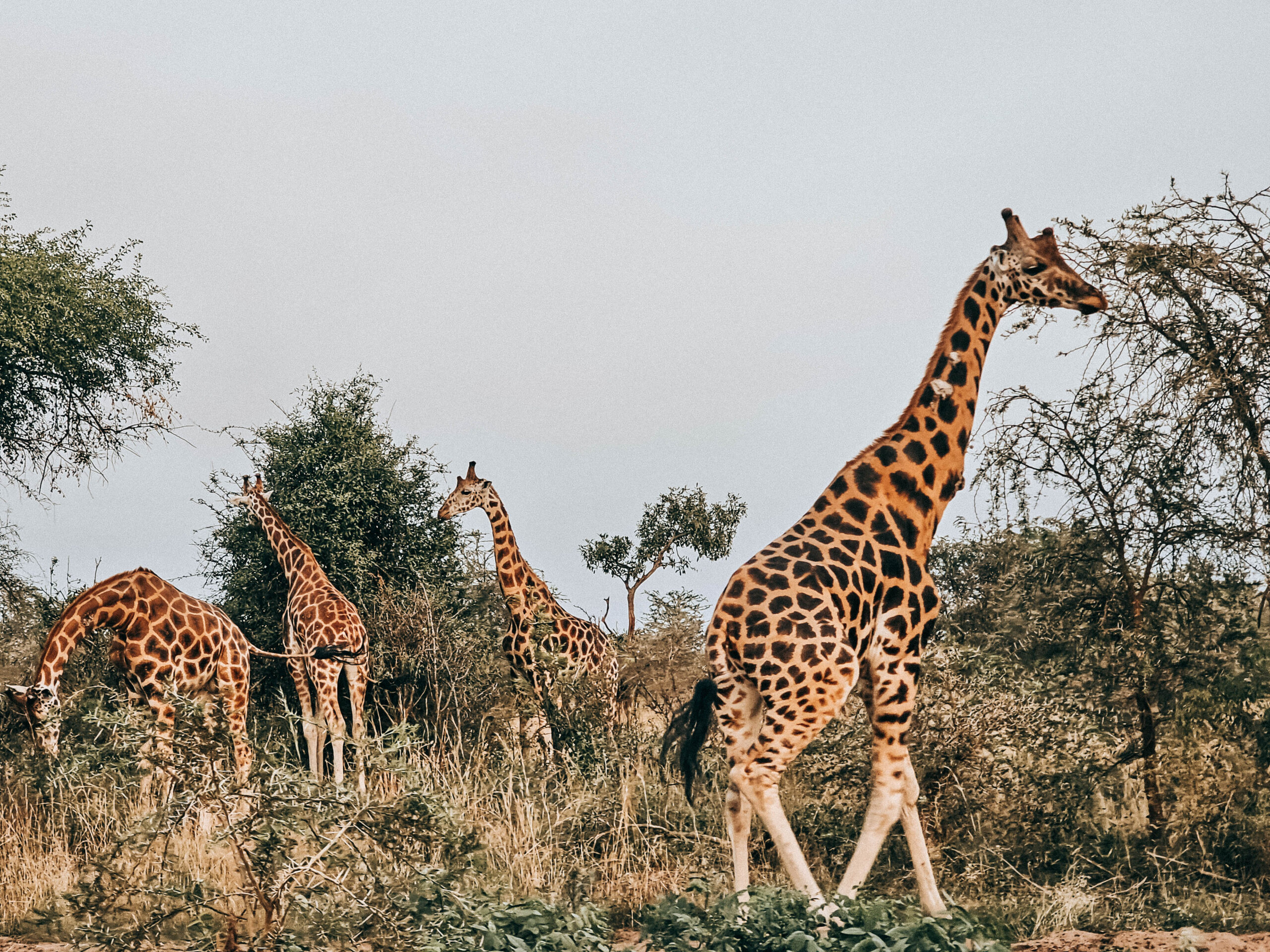 Travel Guide for Tourists to Uganda