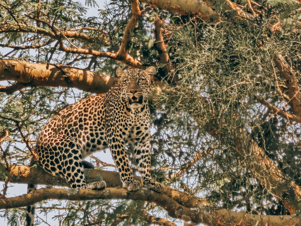 Why a Safari is an Ultimate Travel Experience