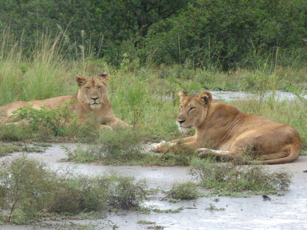 Murchison Falls in July
