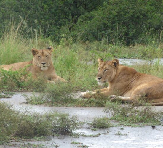 Best Tanzania Safari Experience