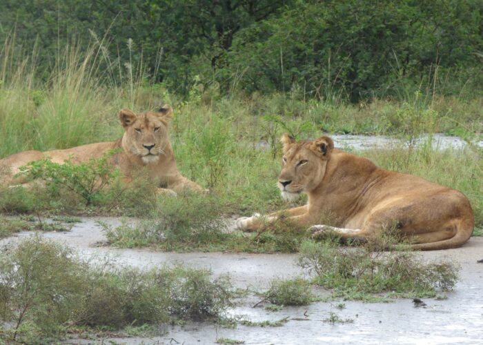 Best Tanzania Safari Experience