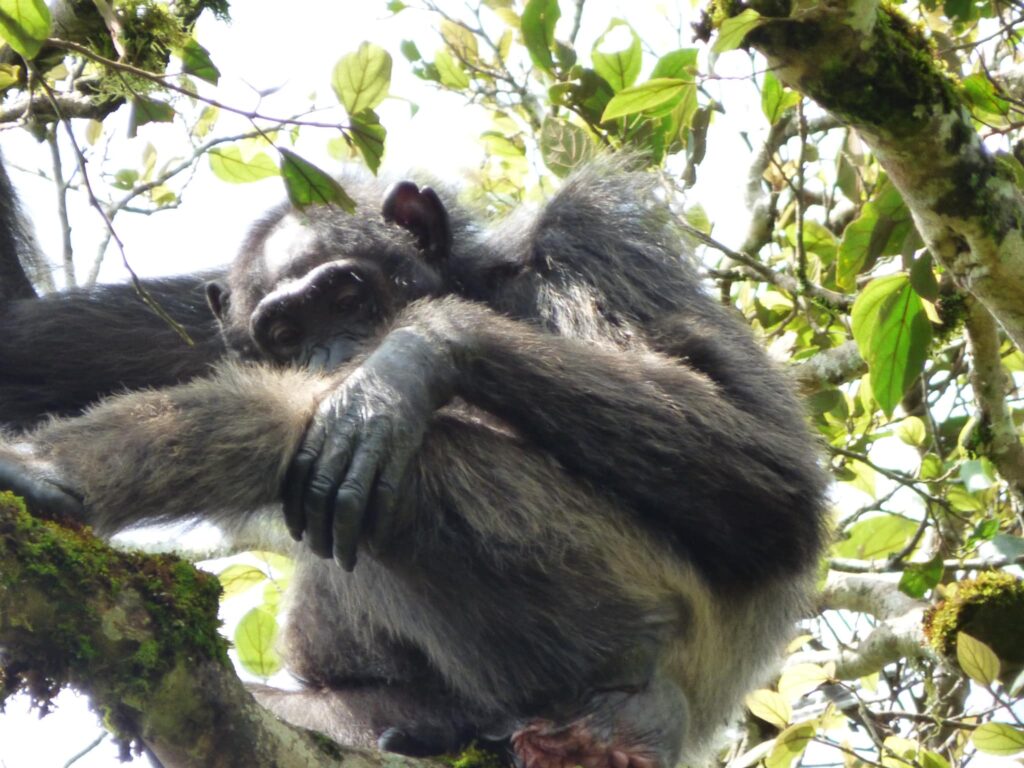 Chimpanzee Habituation Experience