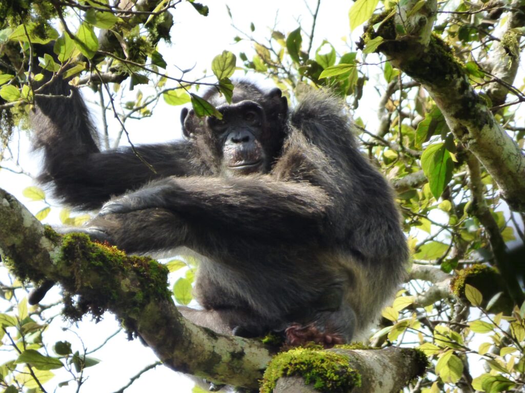 Chimpanzee Habituation Experience