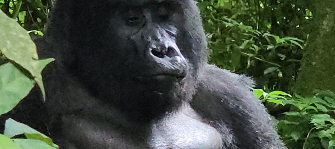 Gorilla Trekking on a Budget