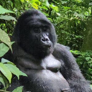 Gorilla Trekking on a Budget