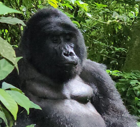 Gorilla Trekking on a Budget