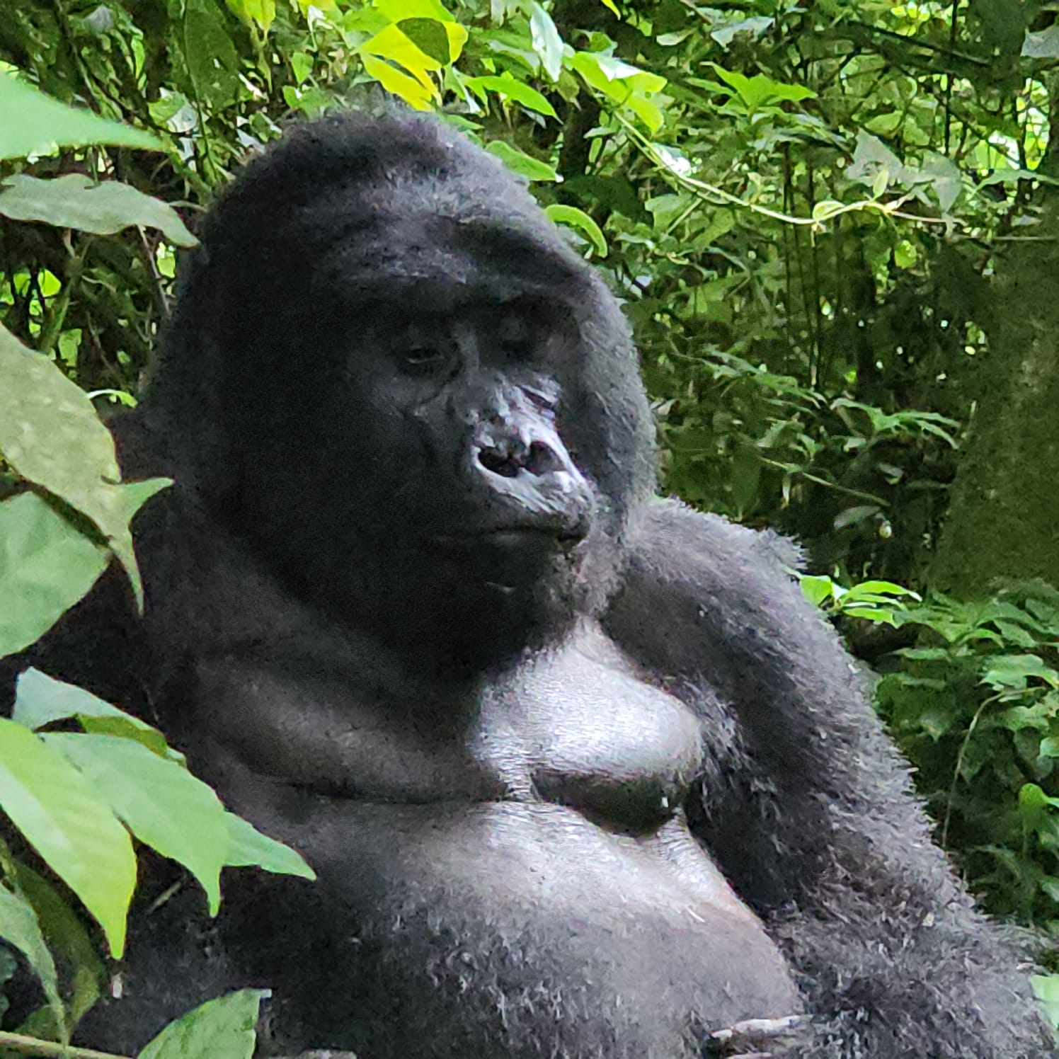 8 Days Rwanda Primates Safari