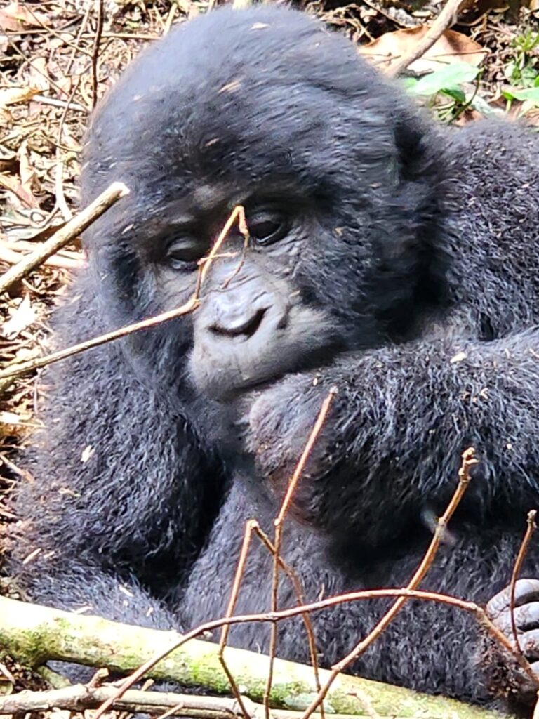 Gorilla Trekking Cost