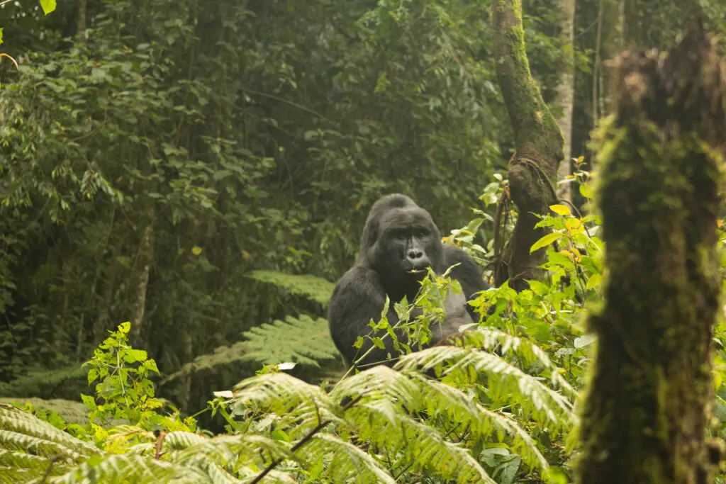 Rwanda Travel Tips