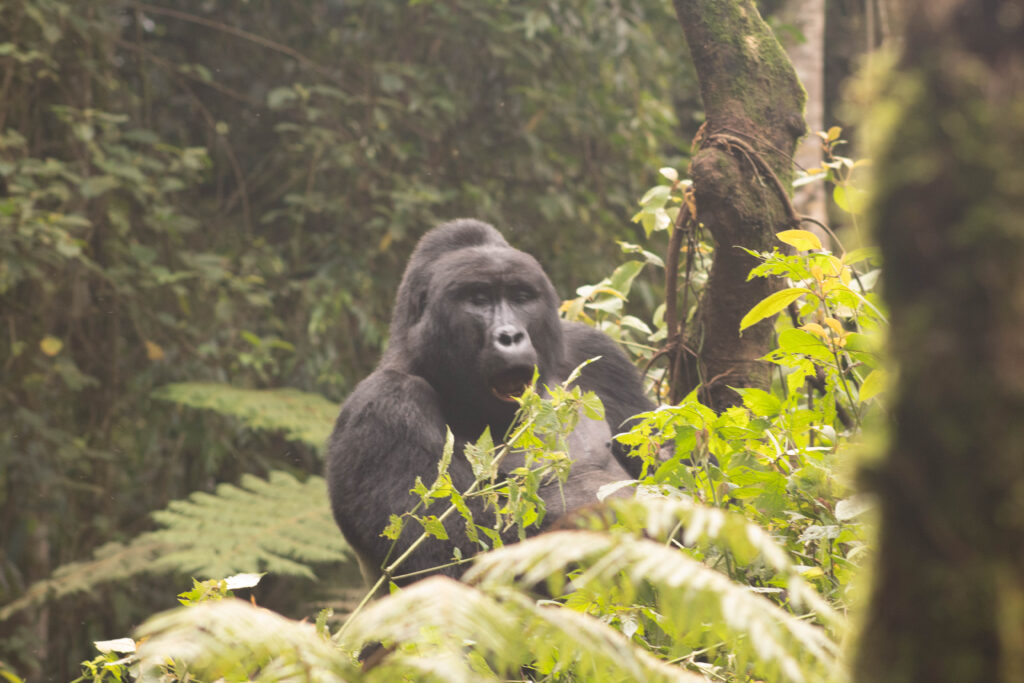 What $10,000 Gets You in East Africa vs. Botswana