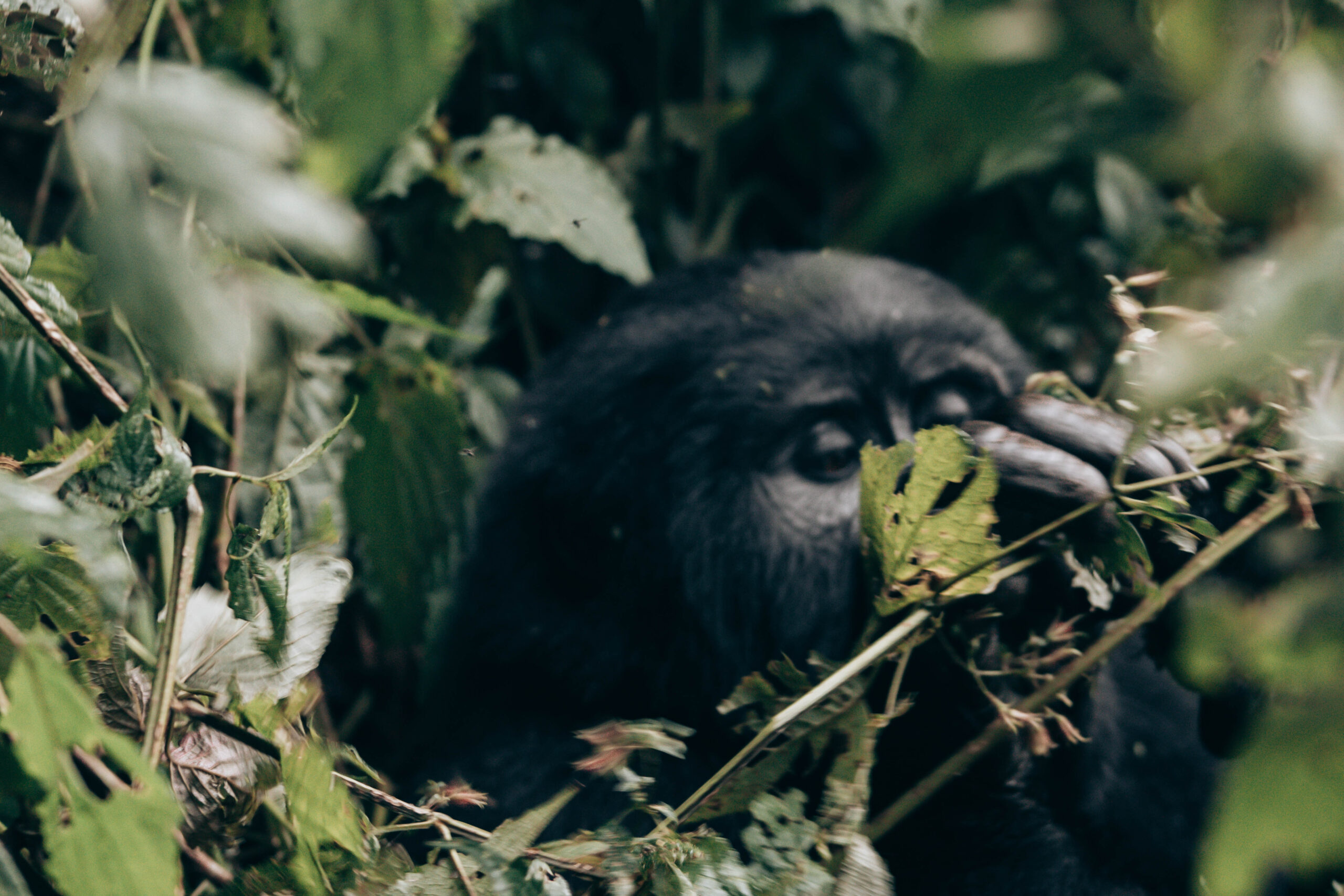 Top Wildlife to See on an African Safari