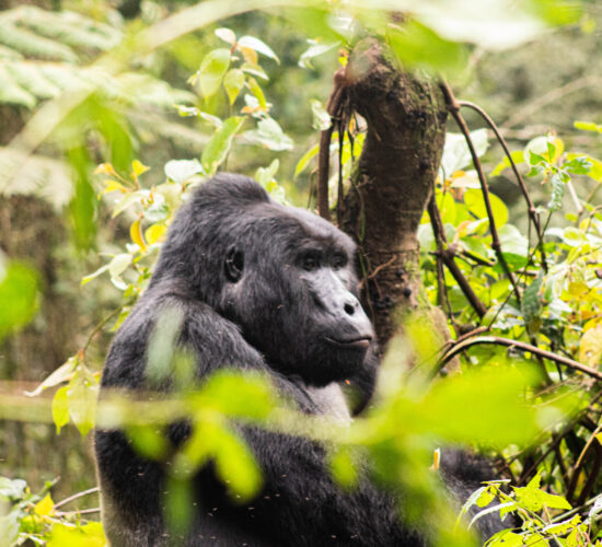 What is Gorilla Trekking