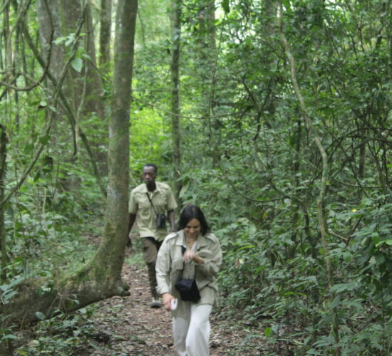 Forest Bathing and Bush Yoga