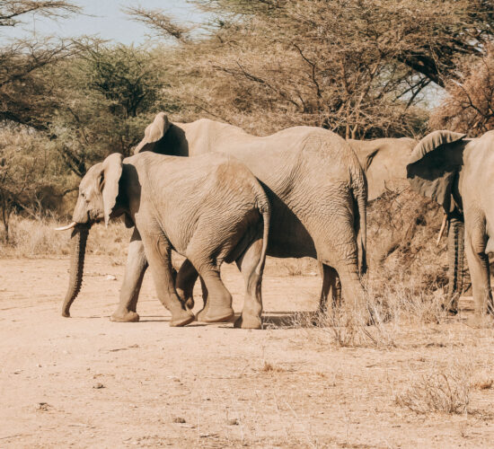 How to Plan a 70th Birthday in the Heart of the Masai Mara