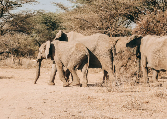 How to Plan a 70th Birthday in the Heart of the Masai Mara