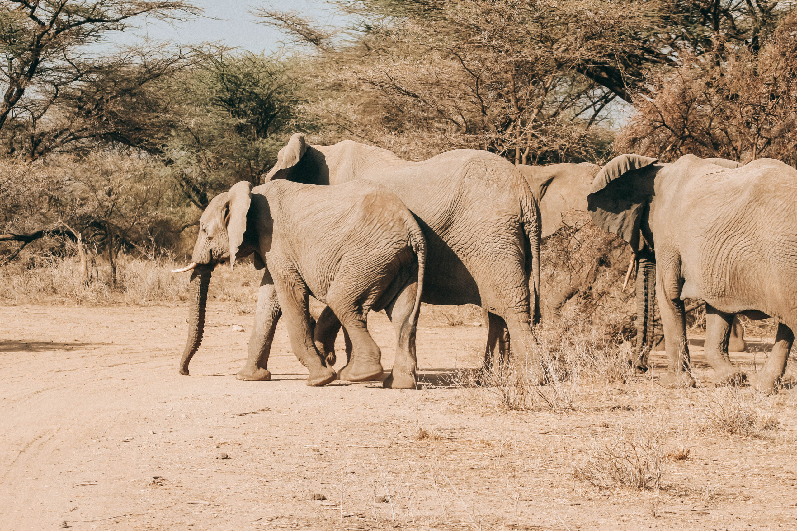 Travel Tips for Visiting Serengeti or Masai Mara