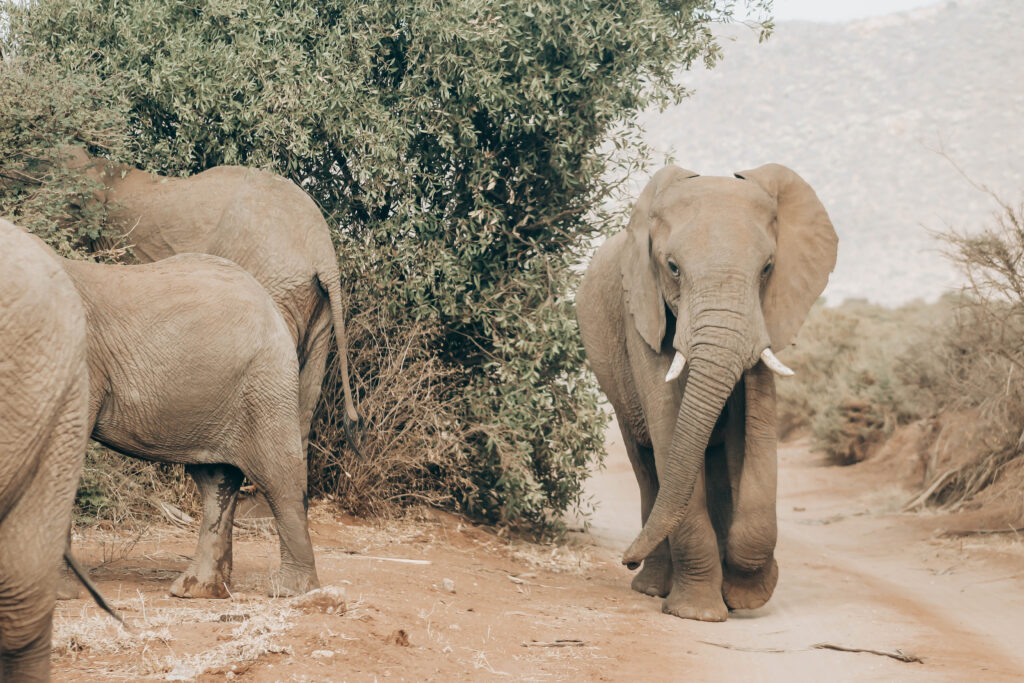 Best Wildlife Safaris in Uganda