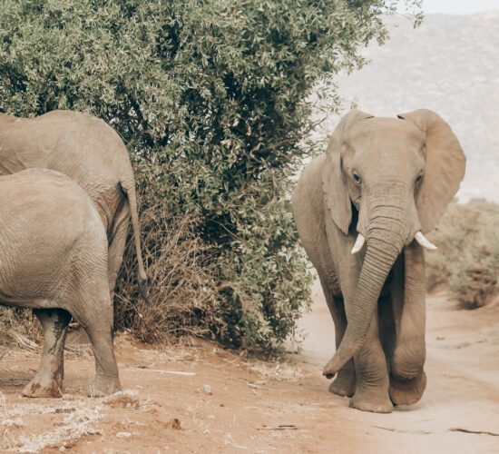 Fly-Camping in the Serengeti