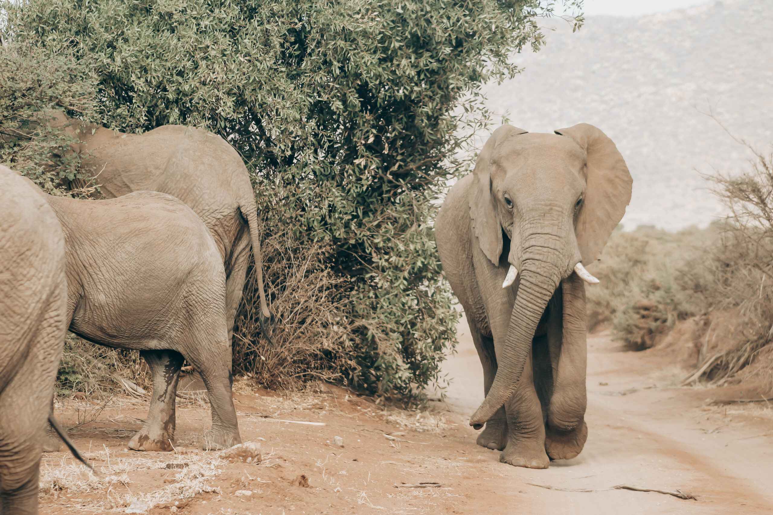 Where Can I Go for a True Big Five Safari?