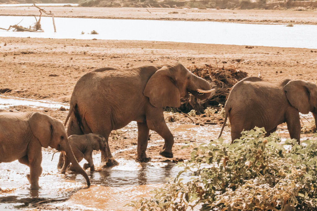 Tanzania Safari Holidays and Seasonal Travel Tips