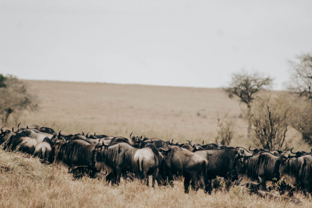 The 2026 Serengeti migration Season