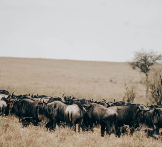 Can I See the Mara River Great Migration Crossings in Serengeti?