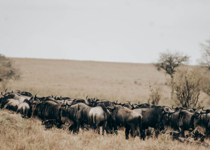 5 Secret Spots to See the Great Migration Without the Crowds